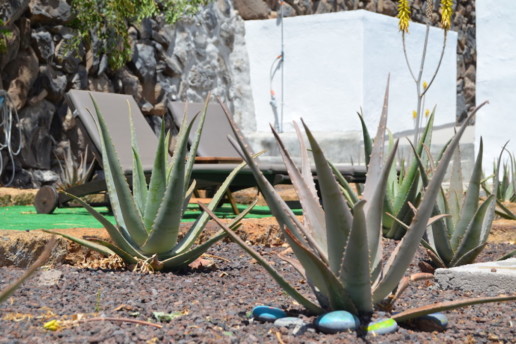 Villa Aloe garden gomera rent