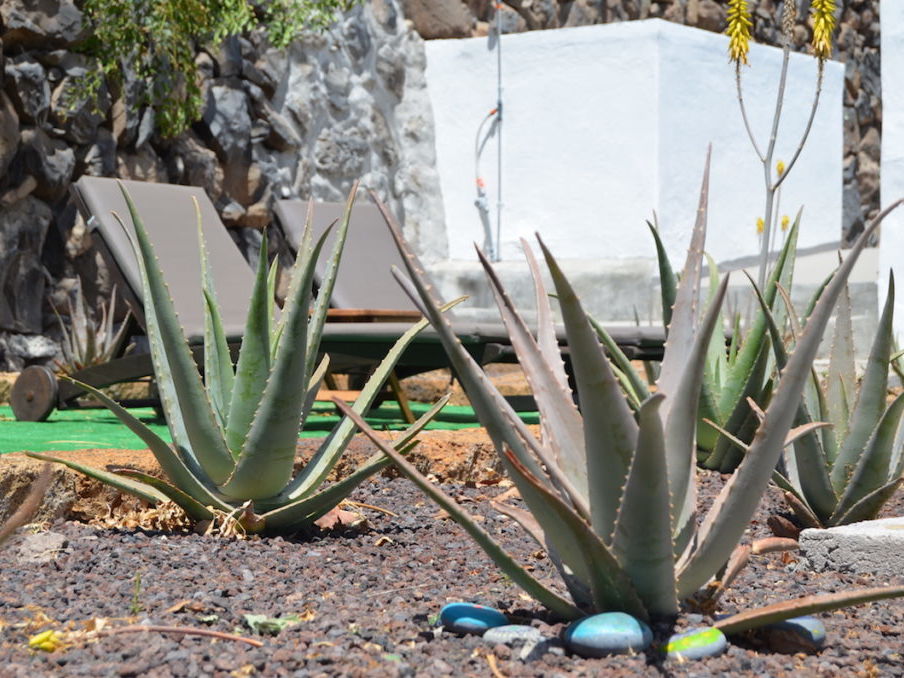Villa Aloe garden gomera rent